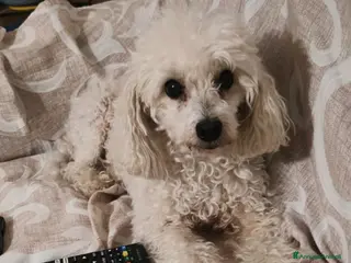 Barboncino cani Ariel - Annuncio 2