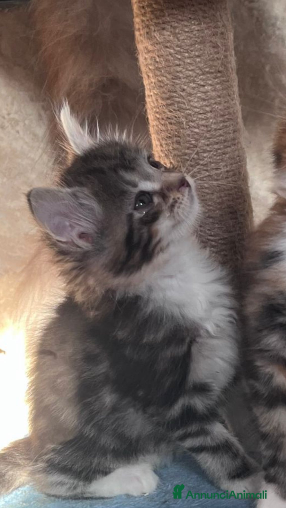 Maine Coon Gattino 4
