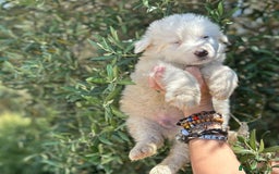 Altre razze cani in regalo: BUENO KINDER TRONKY a Provincia di Bergamo - Immagine 3