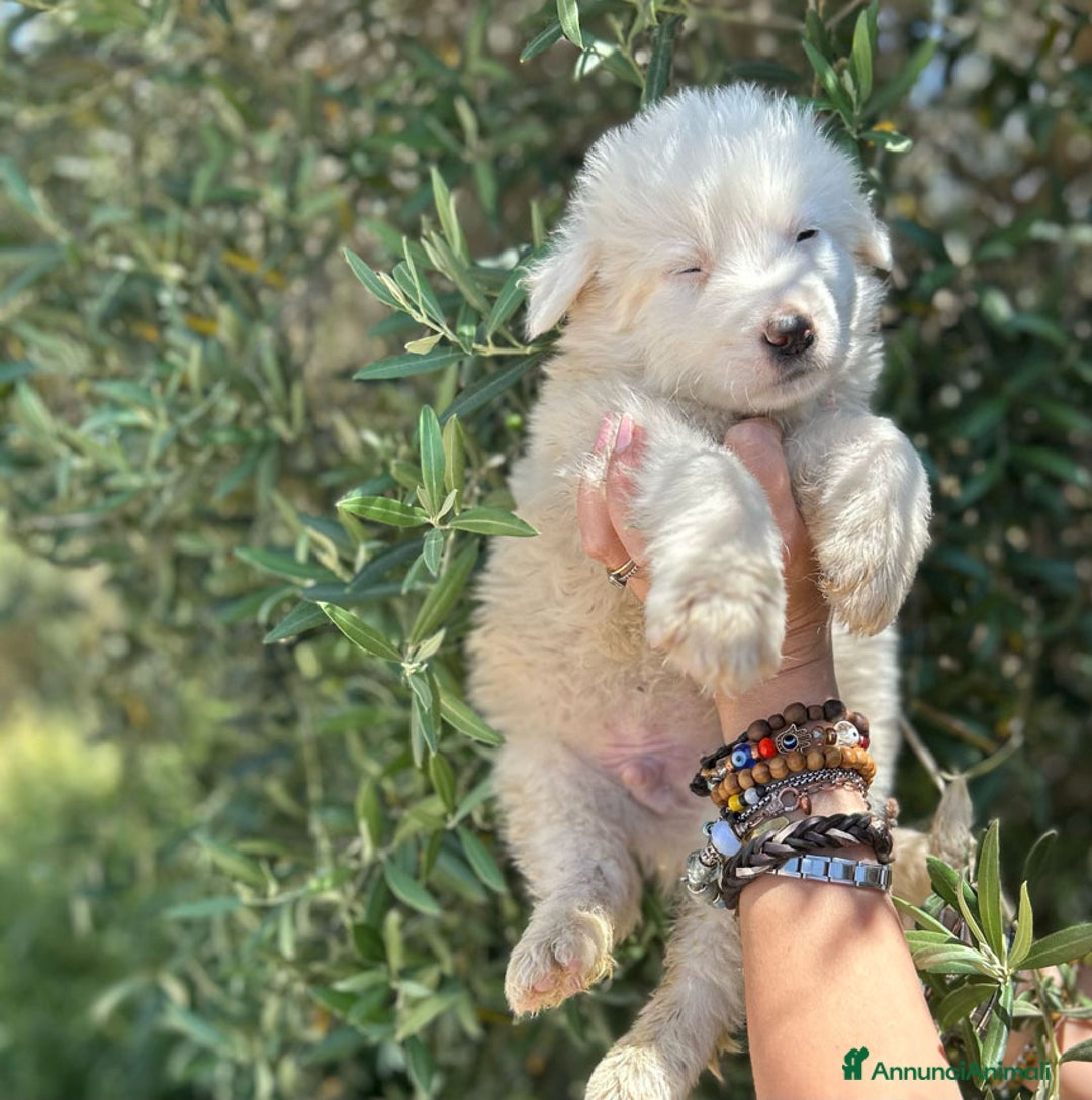 Altre razze cani in regalo: BUENO KINDER TRONKY a Provincia di Bergamo - Immagine 3