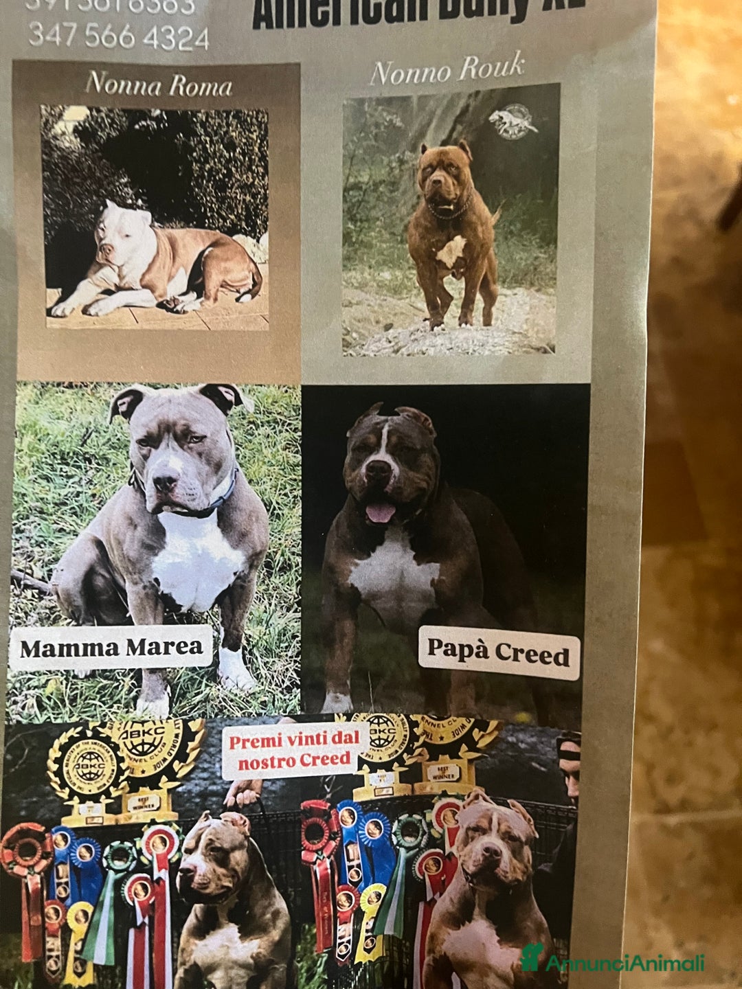 American Bully cani in vendita: American bully xl - Annuncio 1