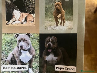 American Bully cani American bully xl - Annuncio 4