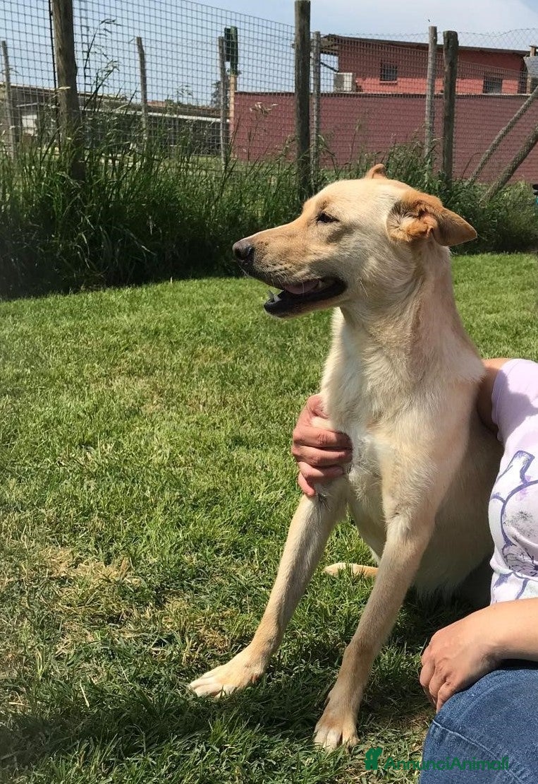 Meticcio cani Marina la meticcetta bionda in adozione a Provincia di Latina - Annuncio 2