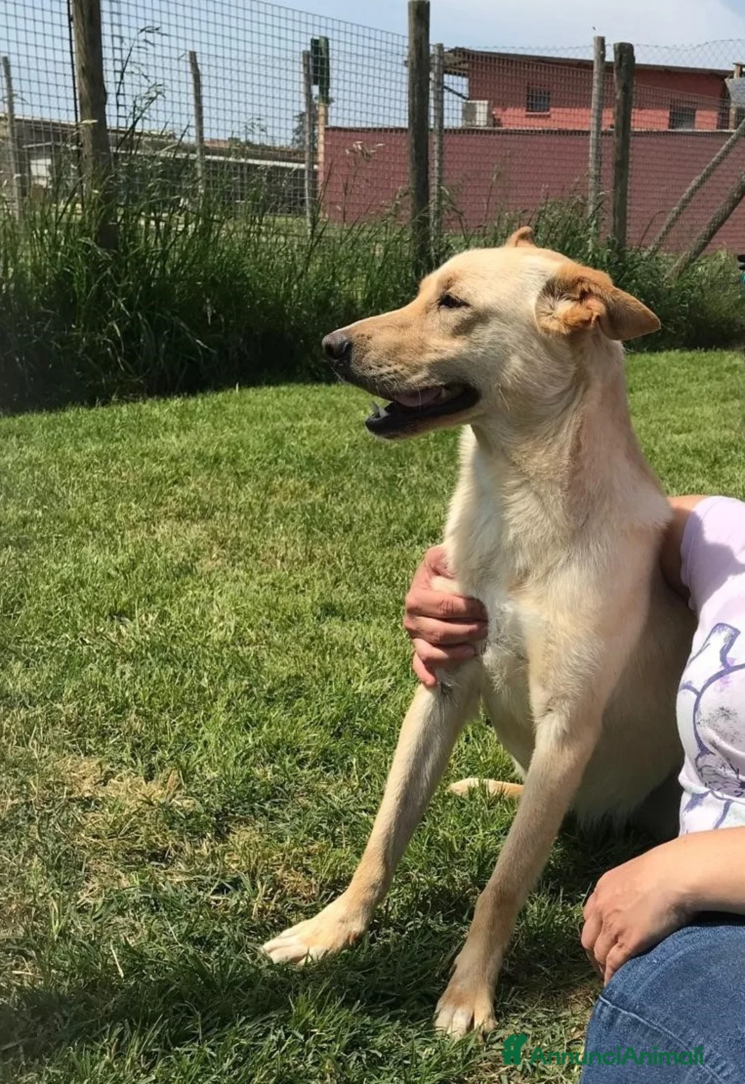 Meticcio cani in regalo: Marina la meticcetta bionda in adozione a Provincia di Latina - Annuncio 2