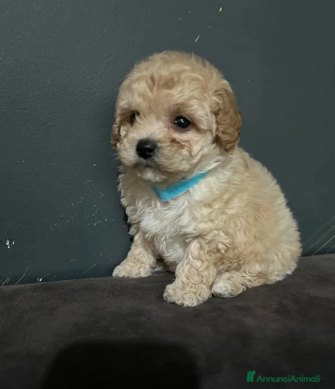 Maltipoo cani in vendita: Cuccioli di Maltipoo F1 - Annuncio 2