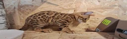 Bengala gatti in vendita: Bengala cuccioli con pedegree a Provincia di Vicenza - Annuncio 9