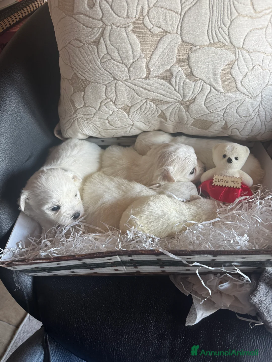 Maltese cani in vendita: Cucciole di maltese pura razza taglia piccola  a Provincia di Pisa - Annuncio 3