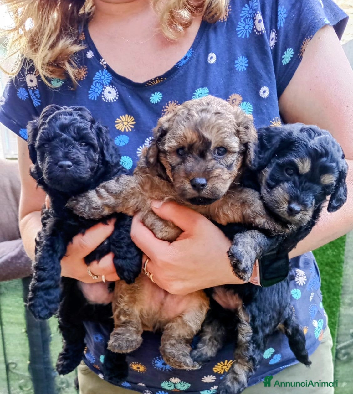 Maltipoo cani Cuccioli di Maltipoo  - Annuncio 1