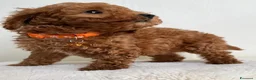 Barboncino Toy cani in vendita: Adorabili cuccioli maschi di Barboncino Toy - Annuncio 3
