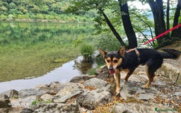 Meticcio cani in regalo: ACHILLE, 6 ANNI, TG PICCOLA, 9.5 KG. a Provincia di Bergamo - Immagine 7
