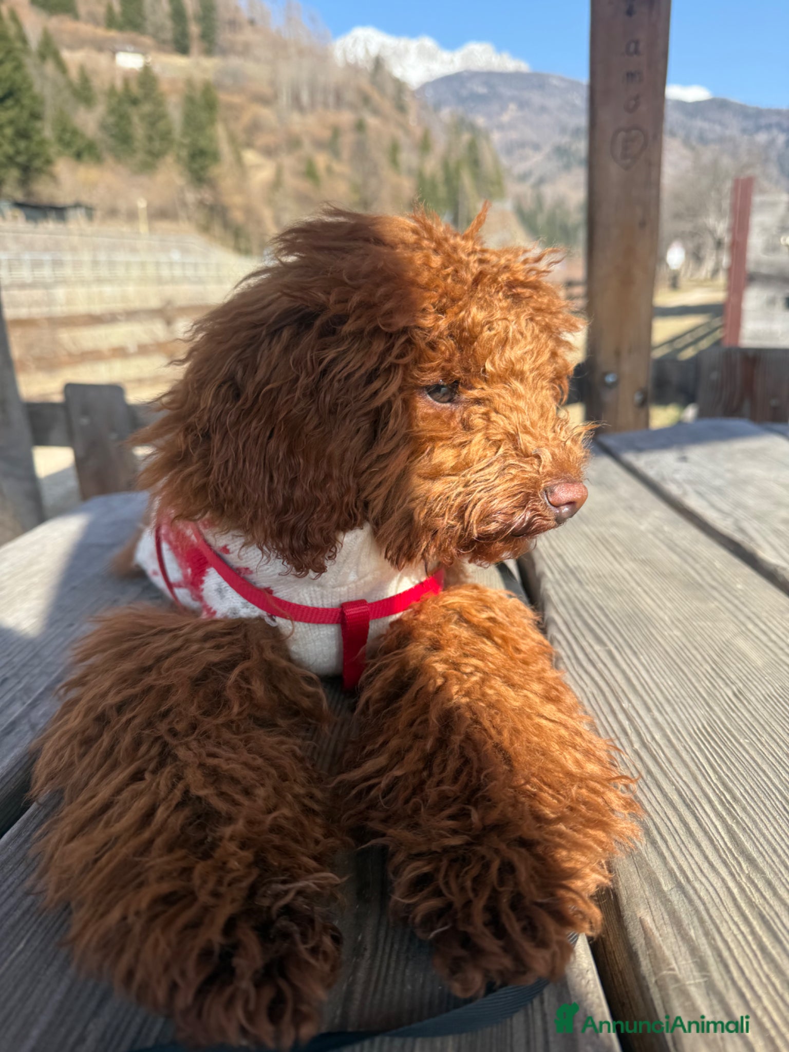 Barboncino Toy cani Splendido Barboncino Toy con pedigree – 6 mesi - Annuncio 2