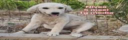 Meticcio cani in regalo: CUCCIOLI: URGENTE, TEMPO SCADUTO  a Provincia di Arezzo - Annuncio 3
