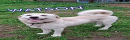 Meticcio cani in regalo: WATSON 💙 coccole, giochi e voglia di vivere a Provincia di Verona - Annuncio 1