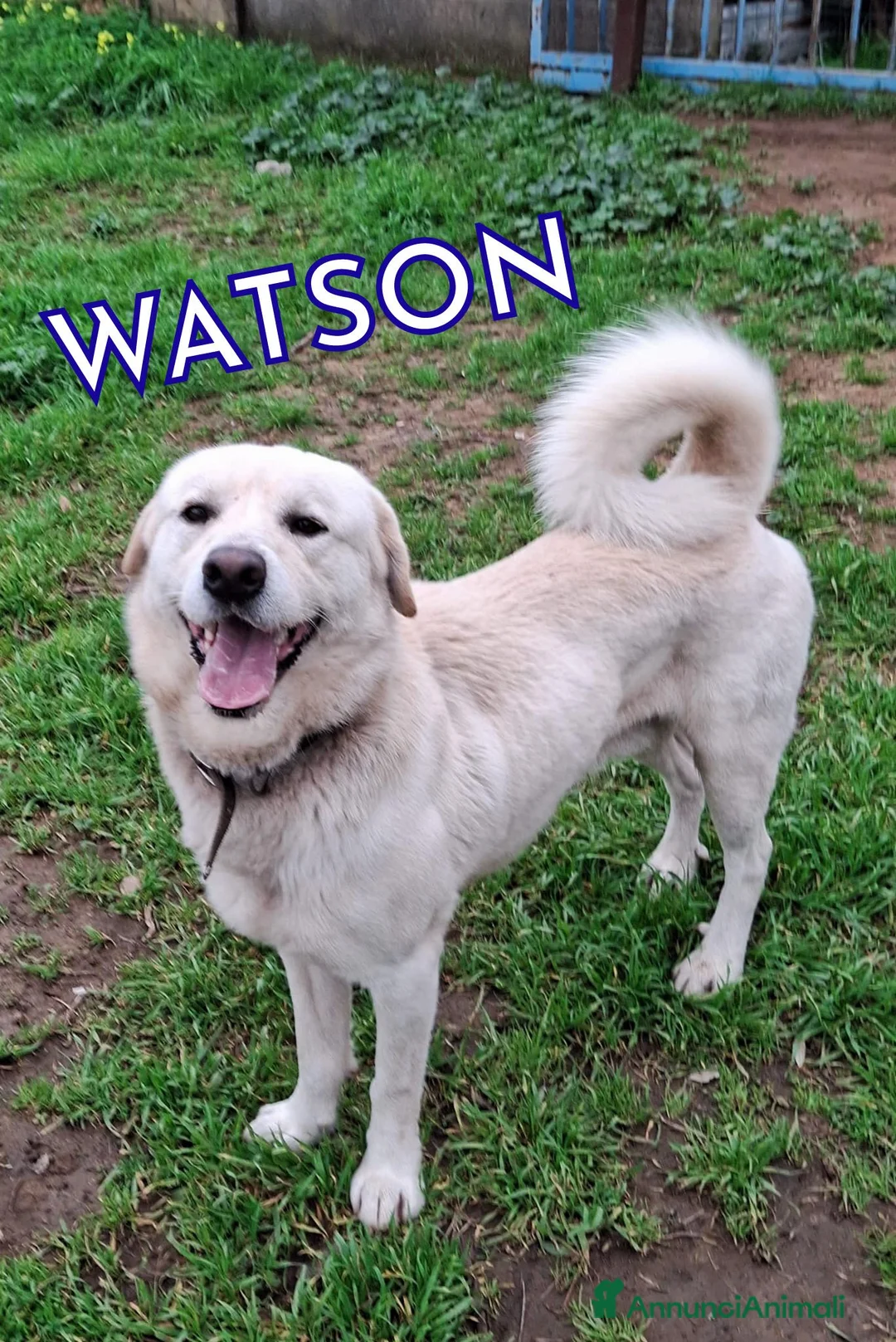 Meticcio cani in regalo: WATSON 💙 coccole, giochi e voglia di vivere a Provincia di Verona - Annuncio 1