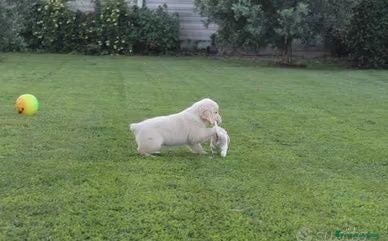 Golden Retriever cani Ultimi 2 cuccioli di Golden Retriever con Pedigree - Annuncio 2