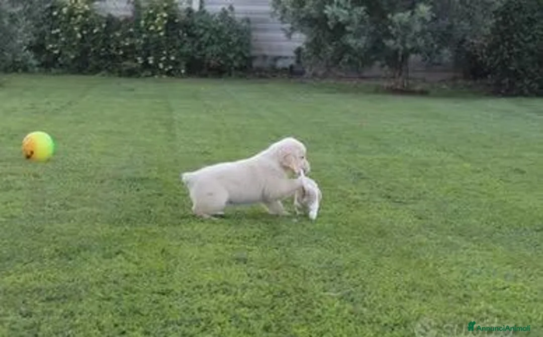 Golden Retriever cani in vendita: Ultimi 2 cuccioli di Golden Retriever con Pedigree - Annuncio 2