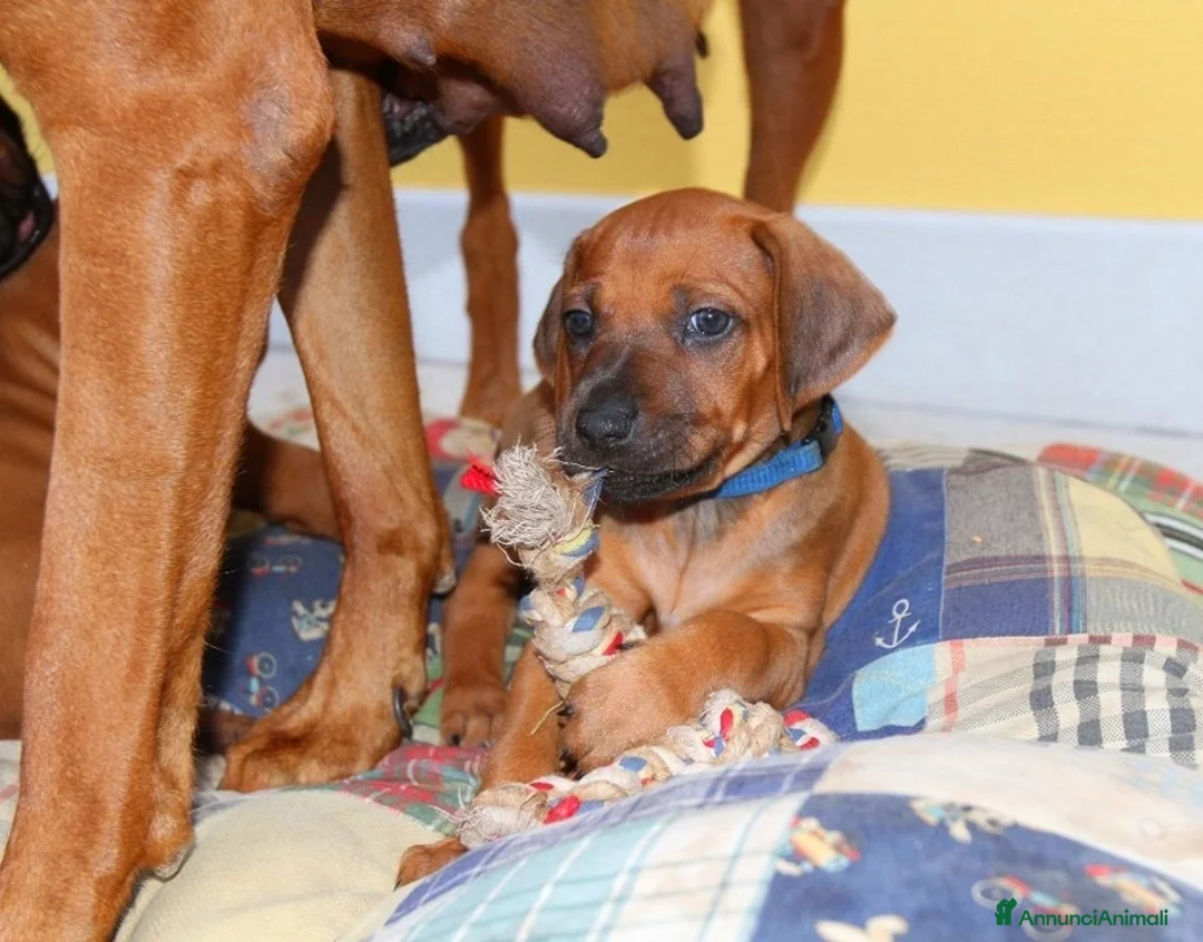 Immagine della galleria {{count}}