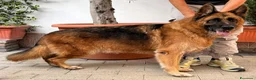 Pastore Tedesco cani in regalo: IBRA PASTORE TEDESCO - Annuncio 3