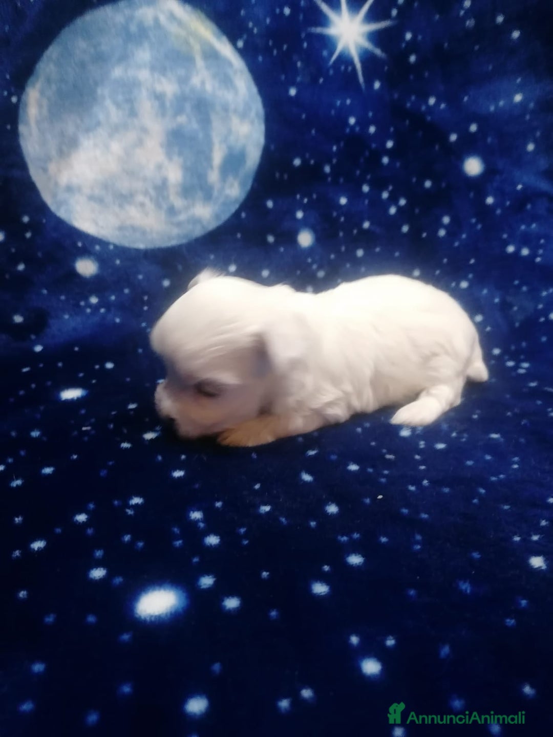 Maltese cani in vendita: Maltese cuccioli - Annuncio 5