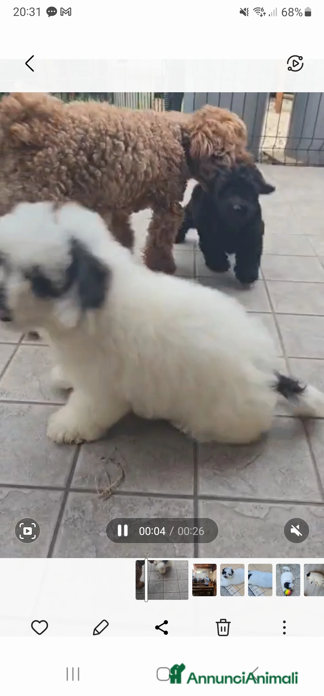 Maltipoo cani in vendita: Cucciolo maschio Maltipoo a Provincia di Vicenza - Annuncio 2