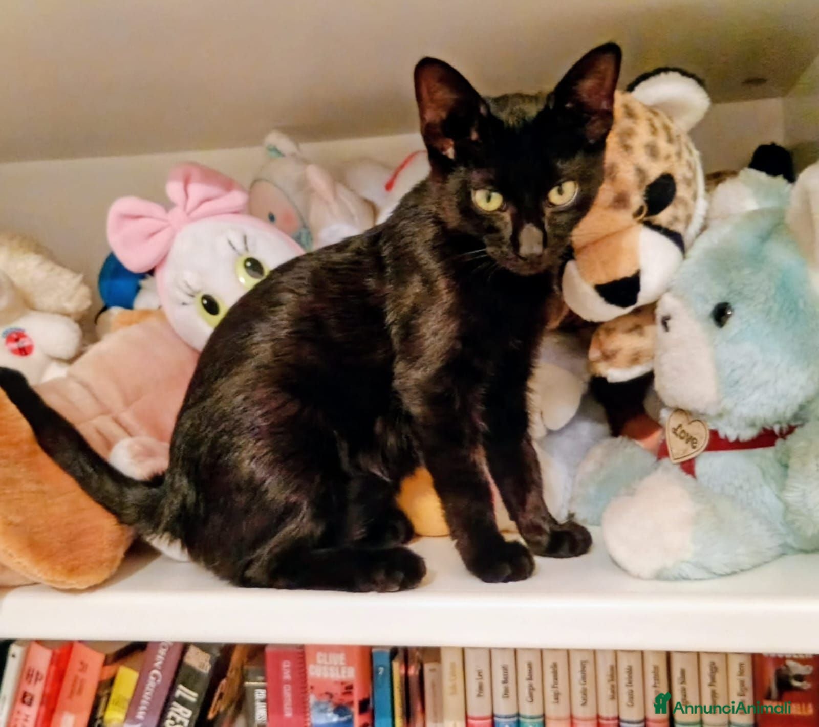 Meticcio gatti GATTINA NERA DOLCISSIMA - Annuncio 4