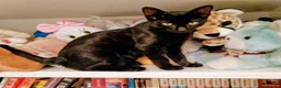 Meticcio gatti in regalo: GATTINI NERI DOLCISSIMI - Annuncio 10