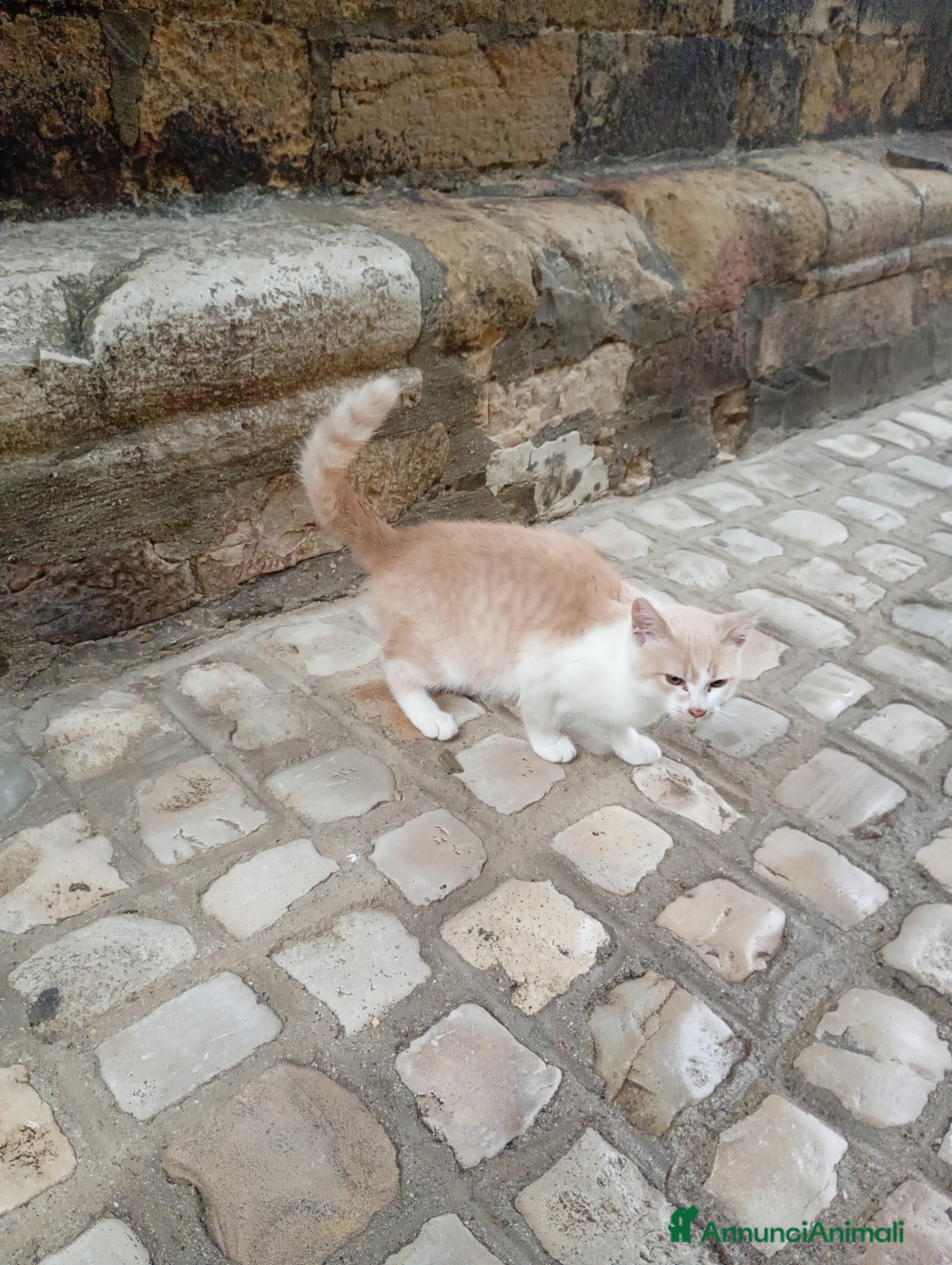 Europeo gatti Kitten 4 month old need a new home - Annuncio 11