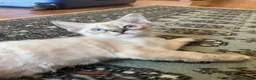 Ragdoll gatti in vendita: Gatto ragdoll - Annuncio 6