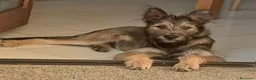 Meticcio cani in regalo: Mix spinoncino 14mesi kg12 SOS CASA GIARDINO.OLBIA - Annuncio 3