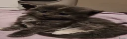Maine Coon gatti in vendita: 7 cuccioli di Maine coon certificati afef - Annuncio 3