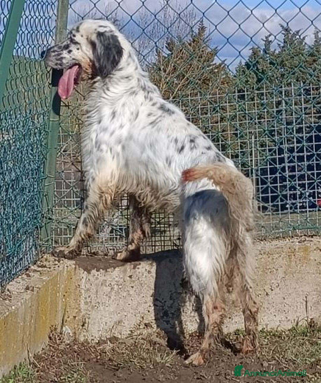 Setter Inglese cani in regalo: OTELLO adora l'acqua e giocare! Bravo - Annuncio 8
