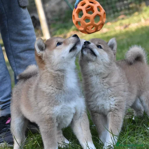 Immagine della galleria {{count}}