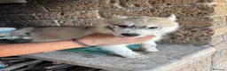 Husky cani in vendita: cuccioli di husky  - Annuncio 2