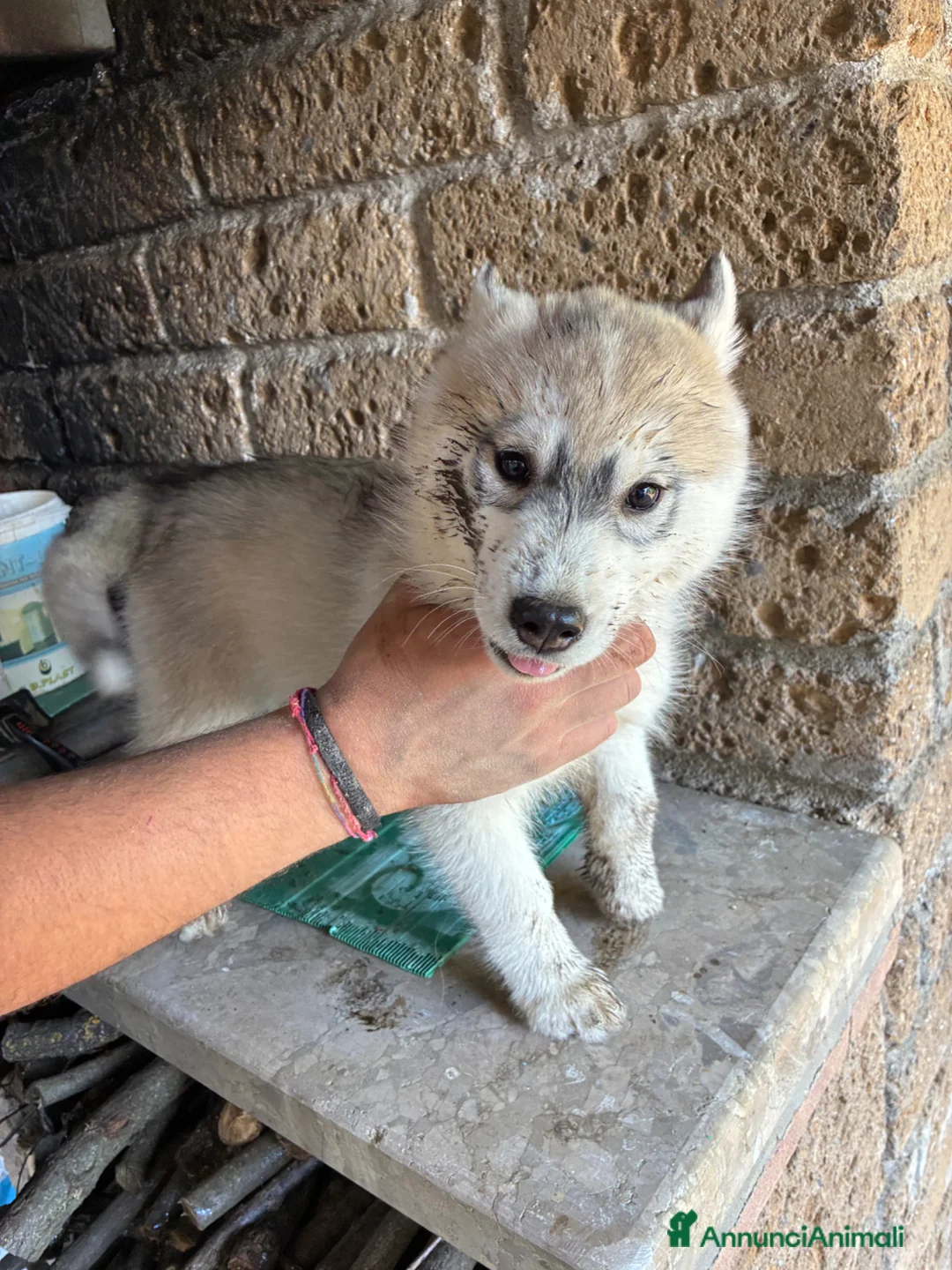 Husky cani in vendita: cuccioli di husky  - Annuncio 2
