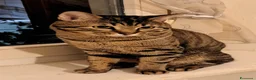 Europeo gatti in regalo: GATTO MASCHIO a Città metropolitana di Milano - Annuncio 3