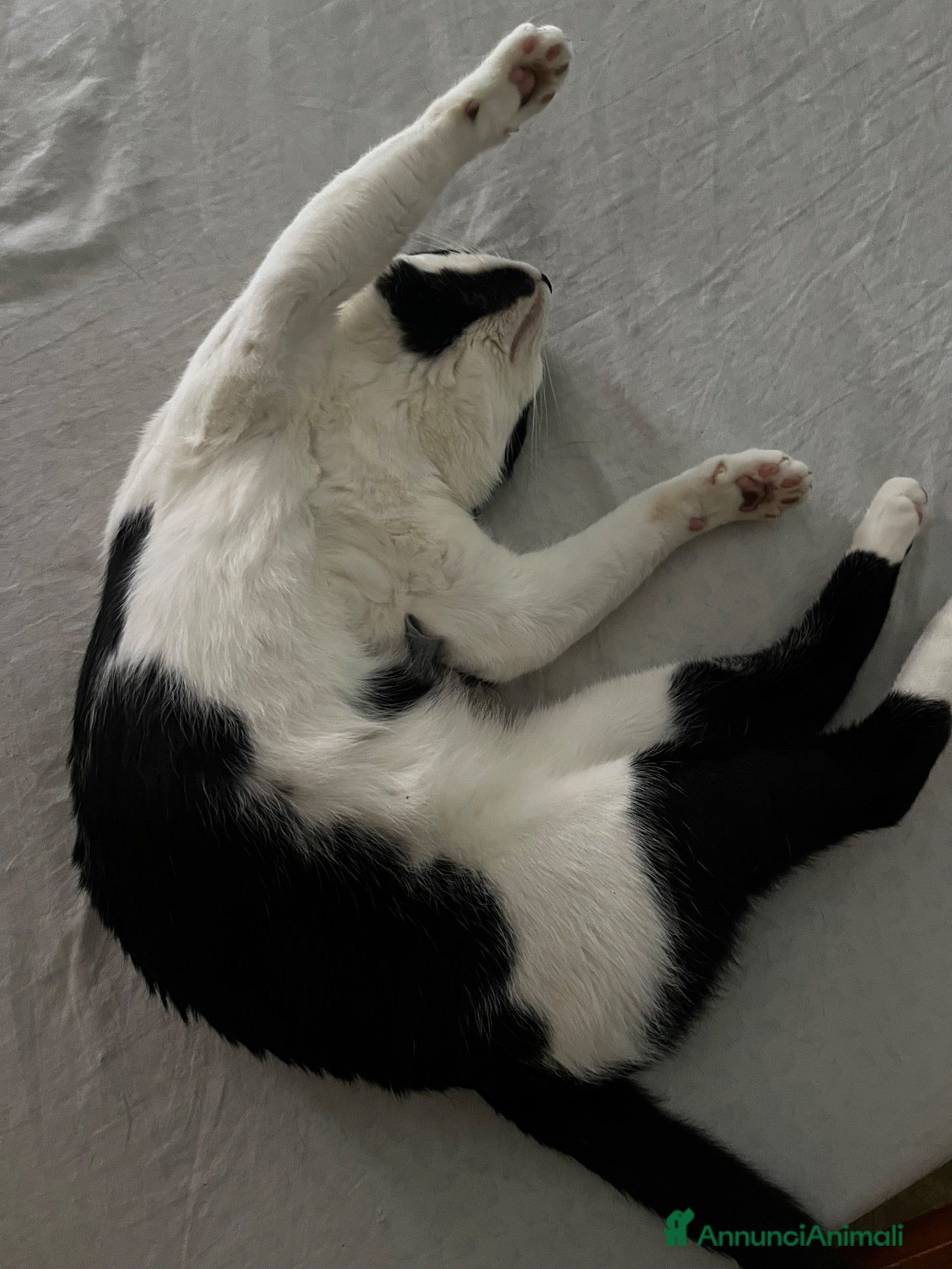 Europeo gatti Gatto  - Annuncio 25