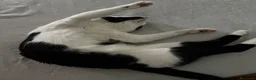 Europeo gatti in regalo: Gatto  a Città metropolitana di Catania - Annuncio 1