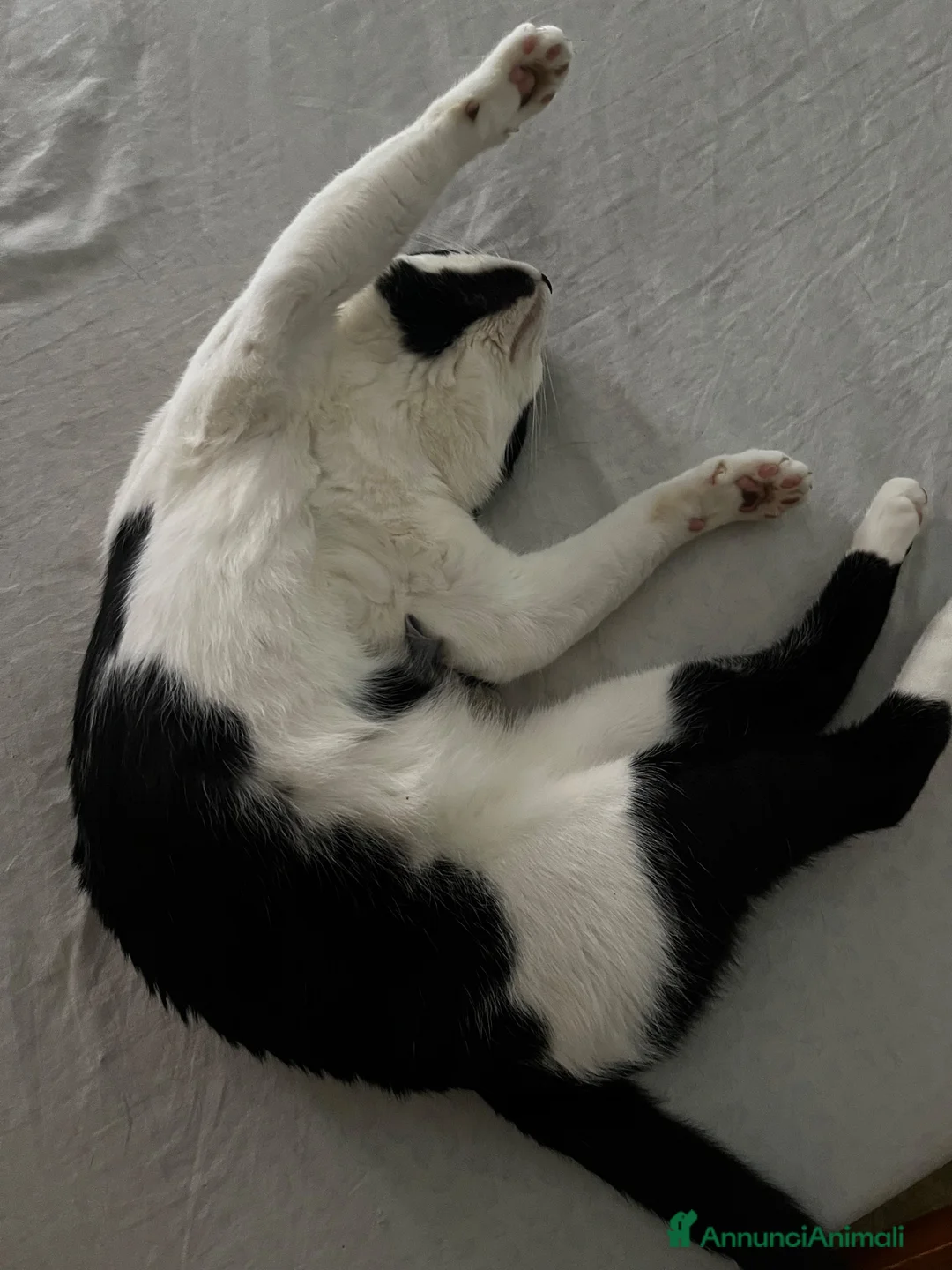 Europeo gatti in regalo: Gatto  a Città metropolitana di Catania - Annuncio 1