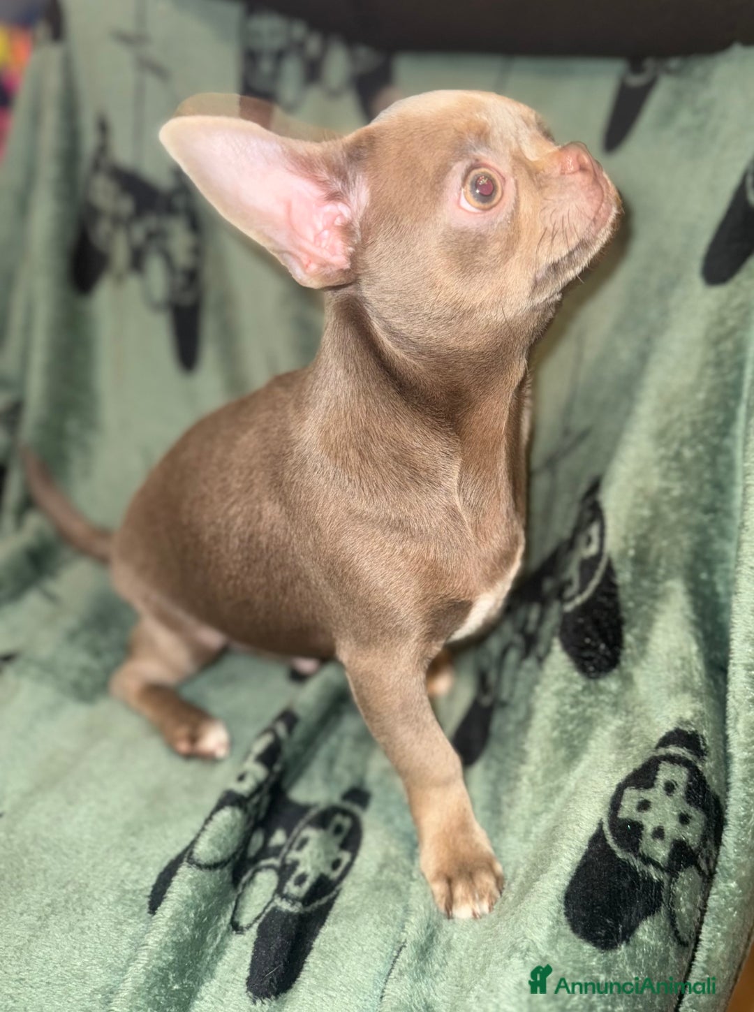 Chihuahua cani in vendita: Chihuahua lilac  - Annuncio 2