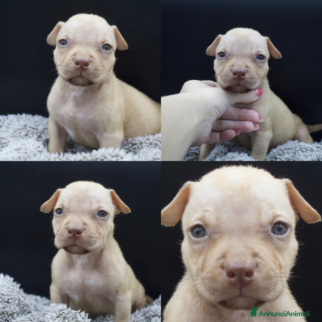 Pitbull cani in vendita: Cuccioli Pitbull con pedigree  - Annuncio 6