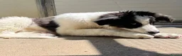 Meticcio cani in regalo: ALBA e ORLANDO meravigliosi cuccioloni tg grande - Annuncio 6