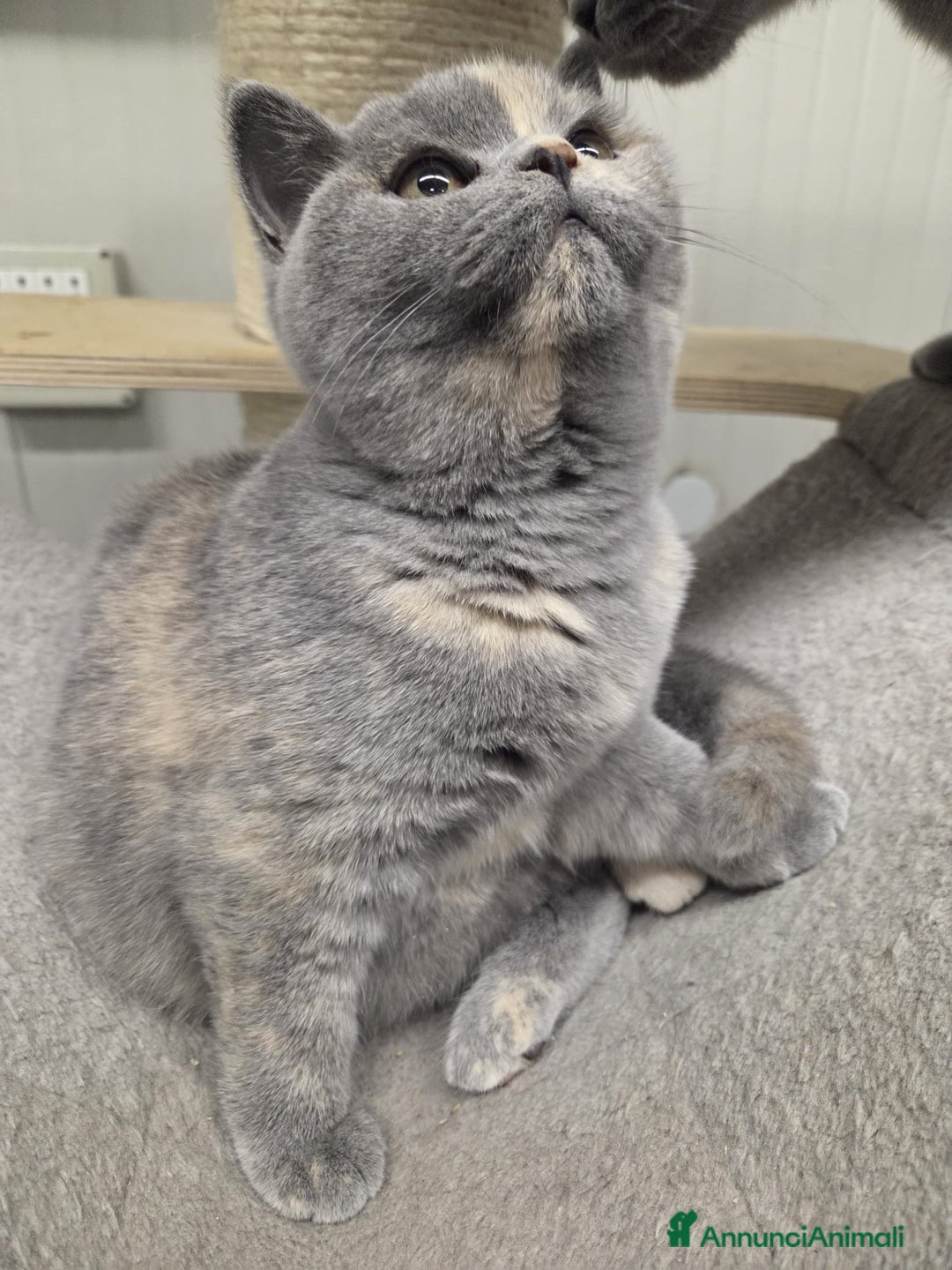 British gatti in vendita: british blu crema - Annuncio 6