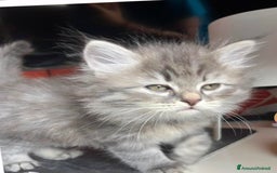 Siberiano gatti in vendita: Gatti siberiani  a Provincia di Biella - Immagine 4