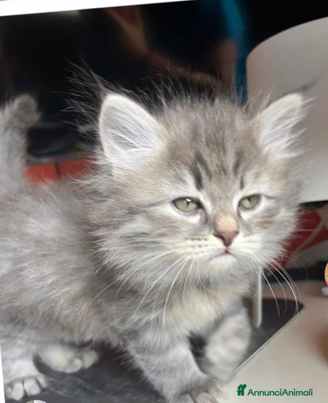 Siberiano gatti in vendita: Gatti siberiani  a Provincia di Biella - Immagine 4