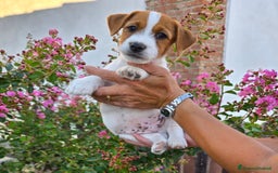 Jack Russell cani in vendita: Cucciolo broken jackrussell terrier a Provincia di Alessandria - Immagine 1