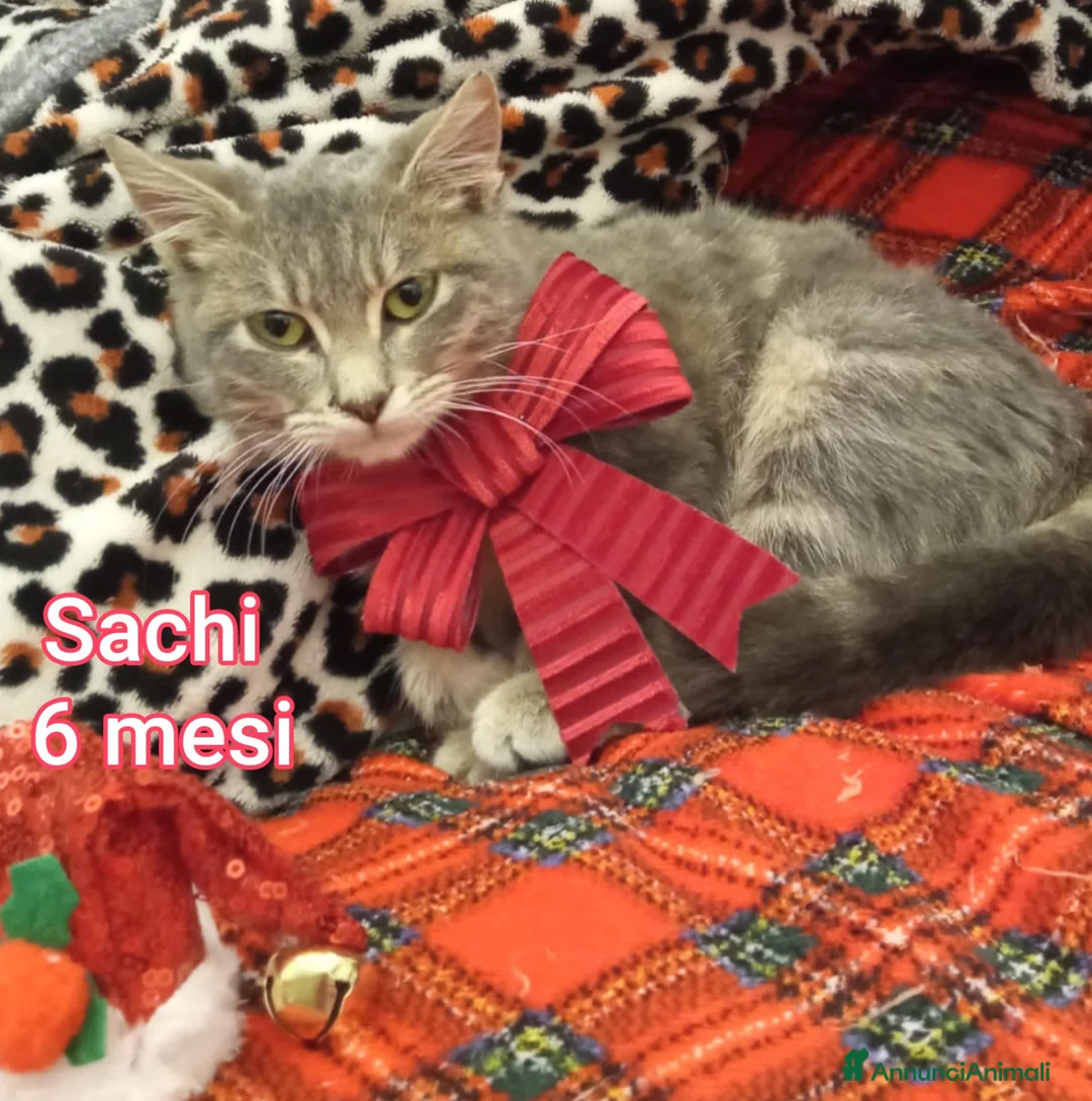 Altre razze gatti in regalo: SERVONO ADOZIONI PER SALVARLI  - Annuncio 6