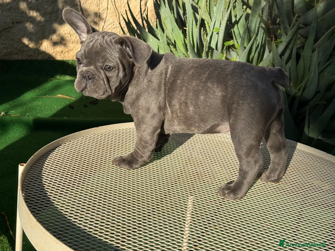 Bulldog Francese cani in vendita: Bulldog francese blue e blue merle  - Annuncio 13