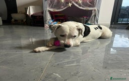 Meticcio cani in regalo: PIMPA  a Provincia di Padova - Annuncio 2