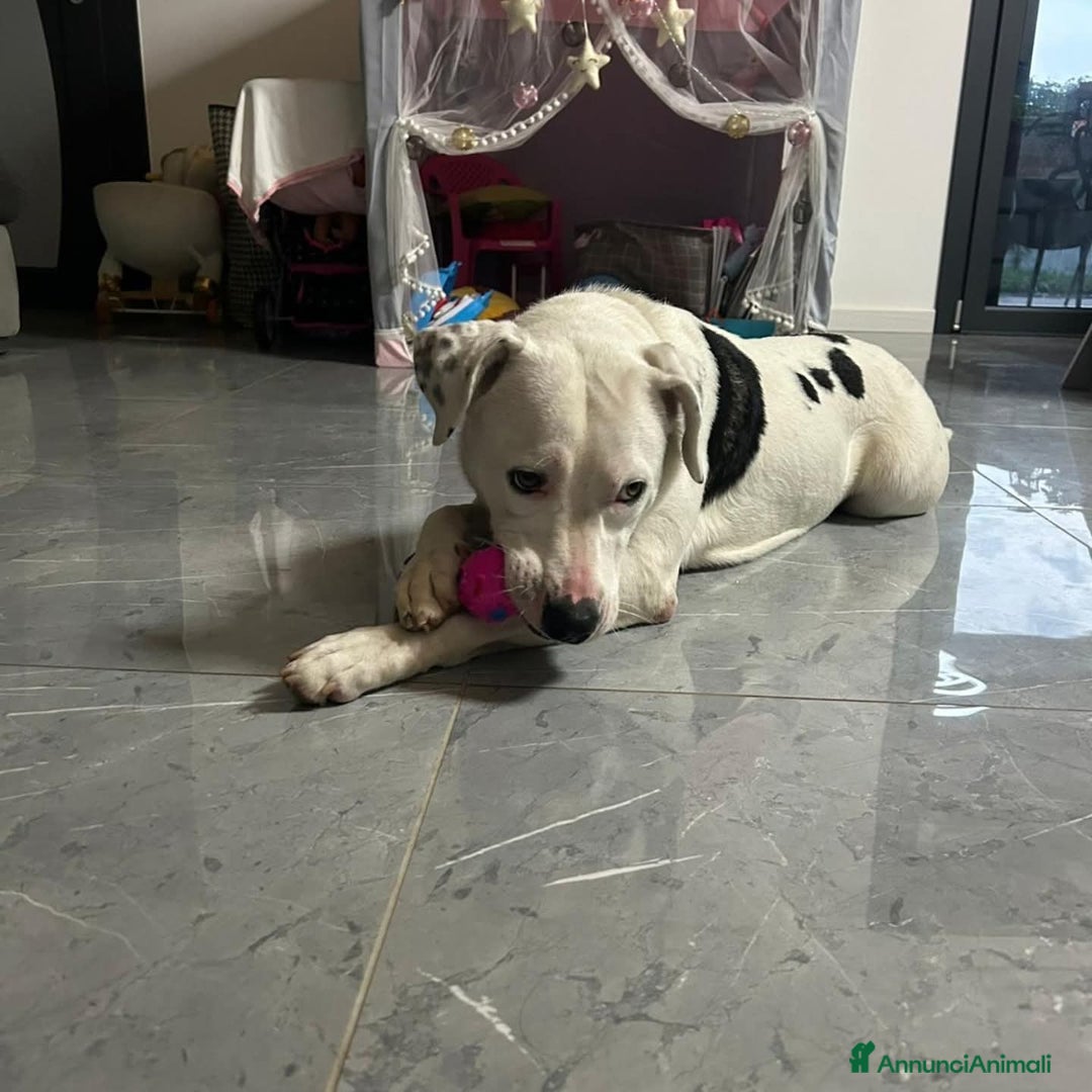 Meticcio cani in regalo: PIMPA  a Provincia di Padova - Annuncio 2