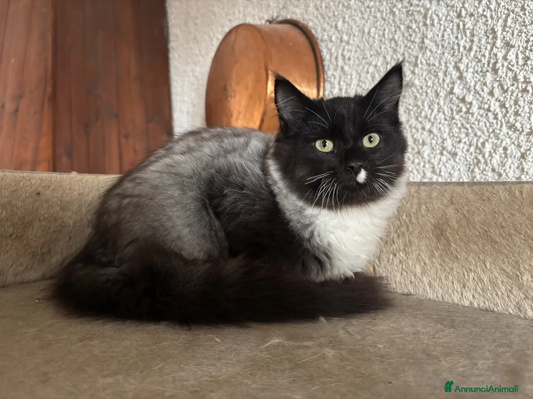 Siberiano gatti in vendita: Gattino siberiano ipoallergenico  - Annuncio 5